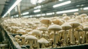 Mushroom Farming